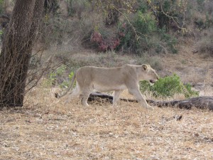 IMG_2256